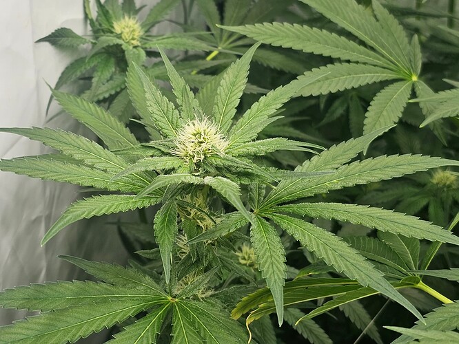 Growreport Bild 6
