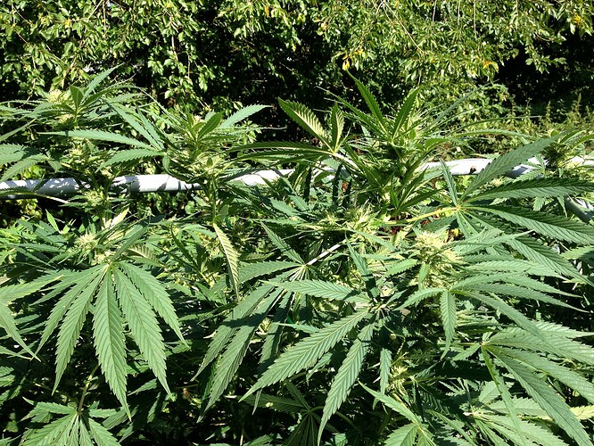 Growreport Bild 14