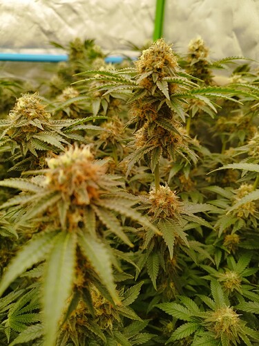 Growreport Bild 5