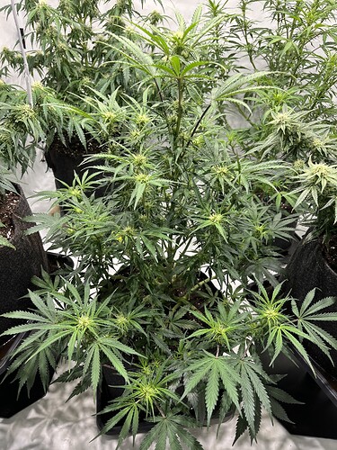 Growreport Bild 27