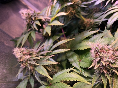 Growreport Bild 40