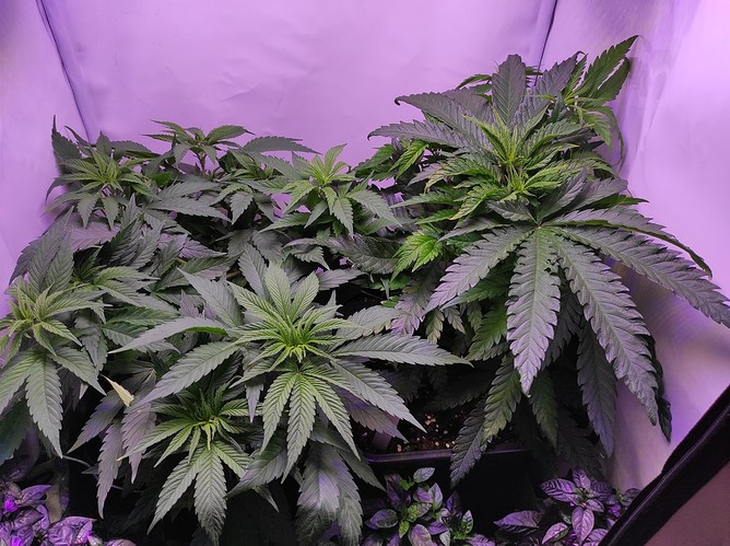 Growreport Bild 1