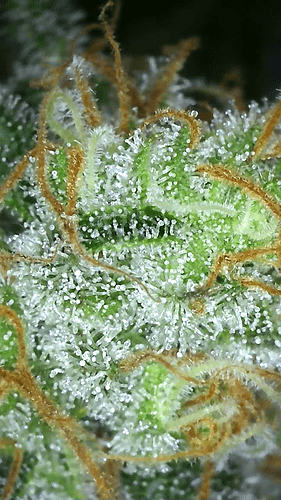 Growreport Bild 13