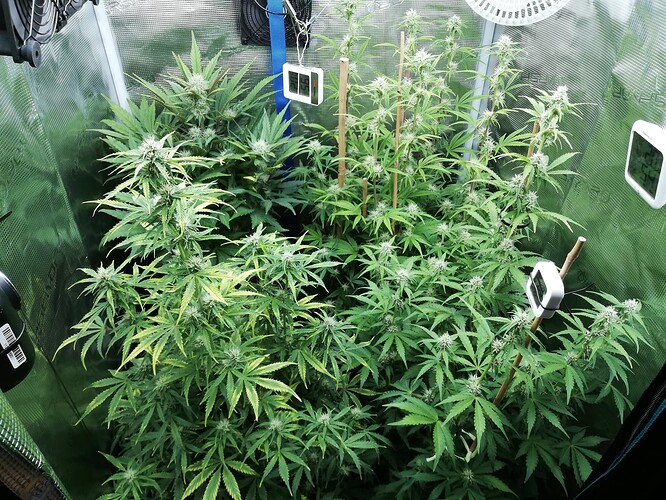 Growreport Bild 25