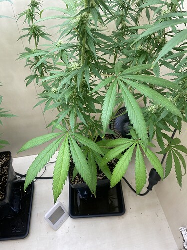 Growreport Bild 1