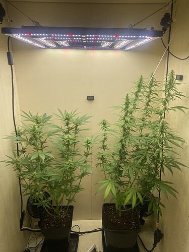 Growreport Bild 9