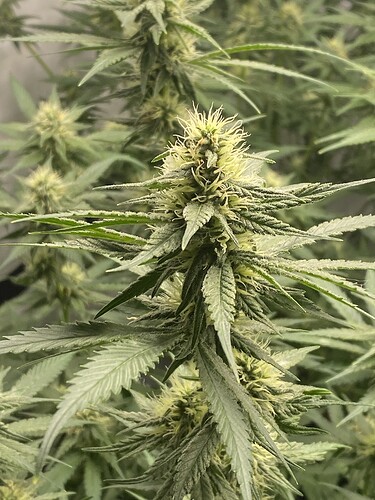 Growreport Bild 3