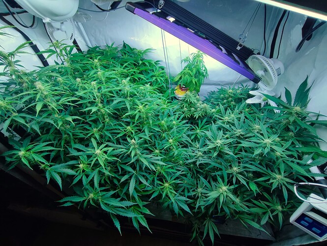 Growreport Bild 34