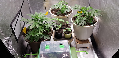 Growreport Bild 5