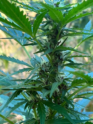 Growreport Bild 5