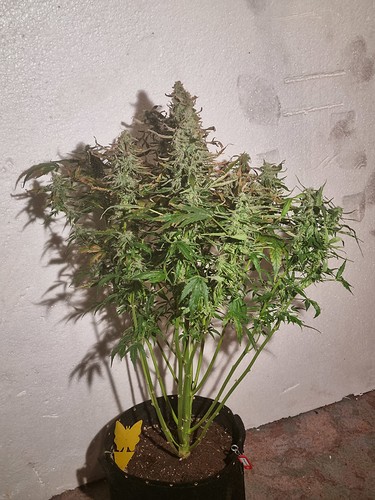 Growreport Bild 13