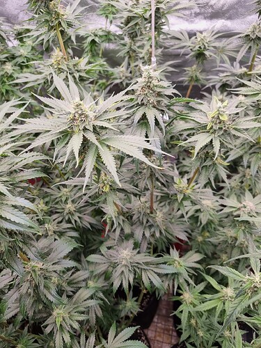 Growreport Bild 18