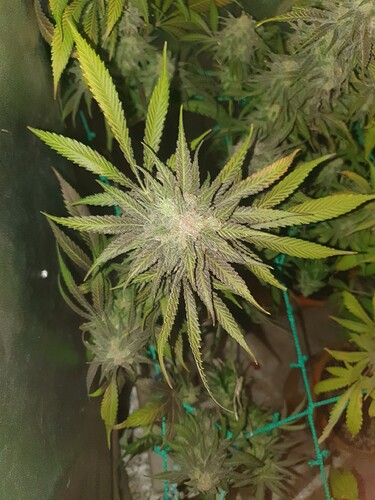 Growreport Bild 24