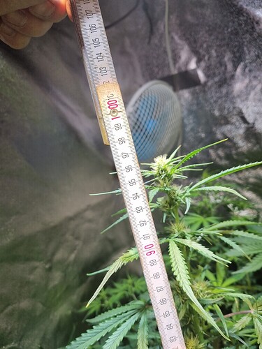 Growreport Bild 21