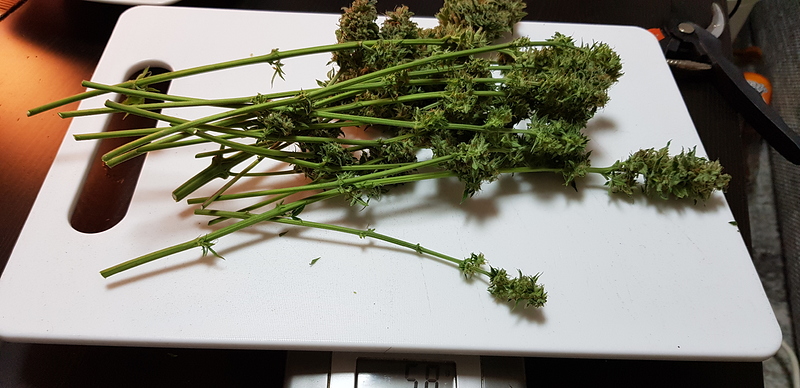 Erster Indoor Grow 4 Sorten Fem. Samen plus 2 Unbekannte
