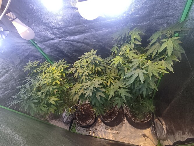 Growreport Bild 4