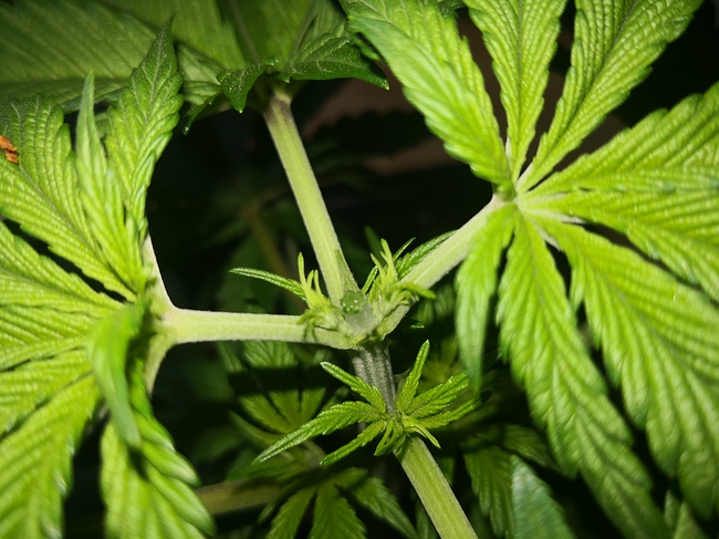 Growreport Bild 8