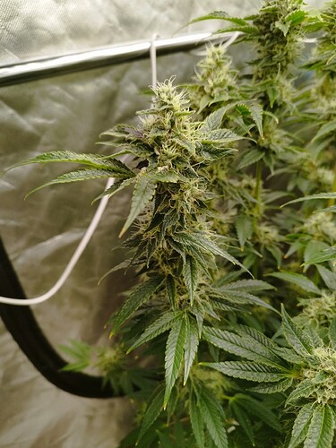 Growreport Bild 9