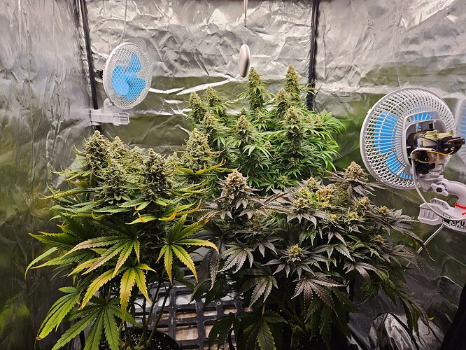 Growreport Bild 61