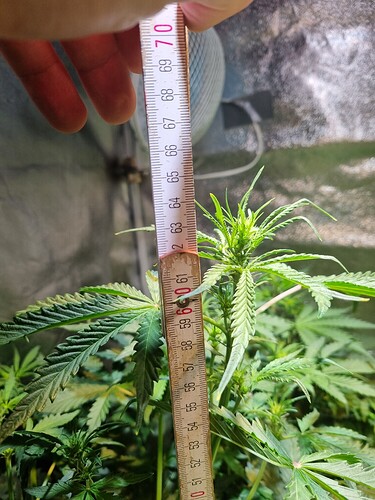 Growreport Bild 1