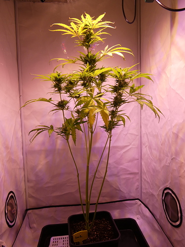 Growreport Bild 7