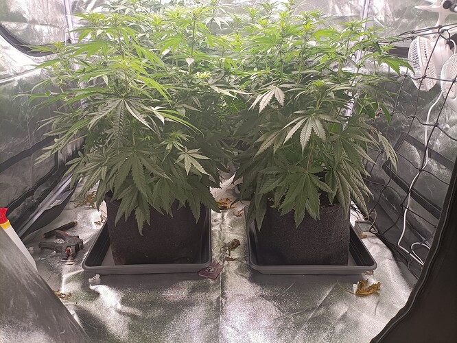 Growreport Bild 4