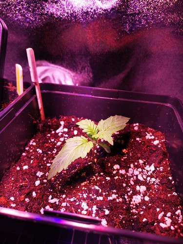 Growreport Bild 11