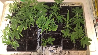 Growreport Bild 3