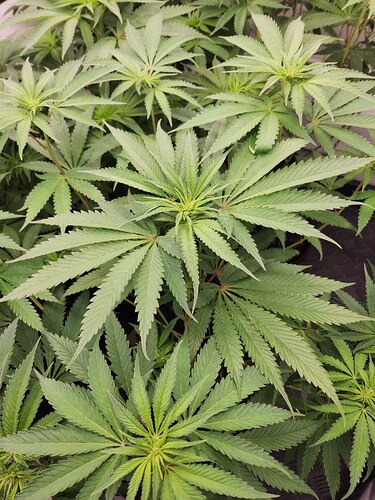 Growreport Bild 4