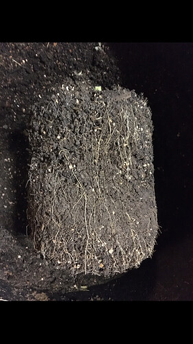 Growreport Bild 9