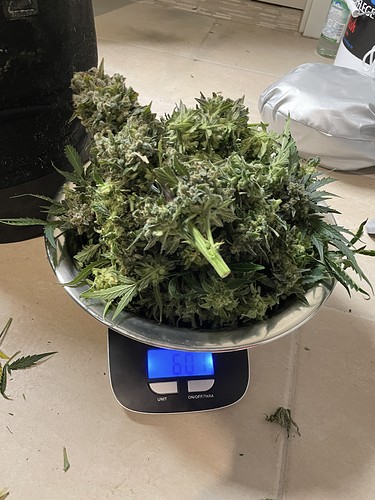 Growreport Bild 2