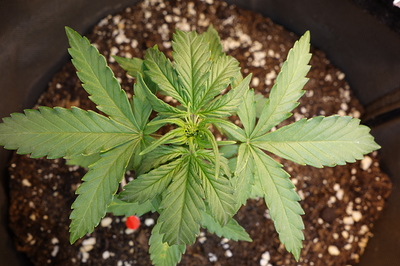 Eine junge Cannabispflanze mit mehreren Blättern in einem dunklen Topf, die aus Erde wächst.
