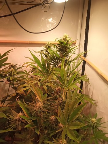 Growreport Bild 25