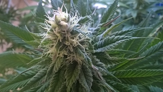 Growreport Bild 1