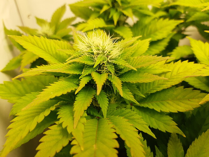 Growreport Bild 3
