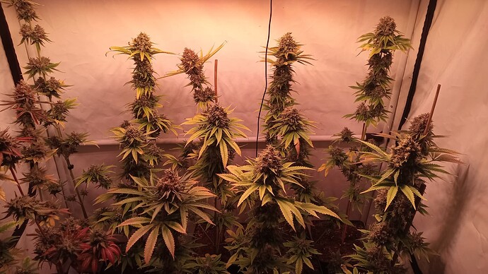Growreport Bild 22