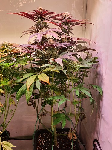 Growreport Bild 6
