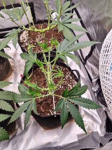 Growreport Bild 59