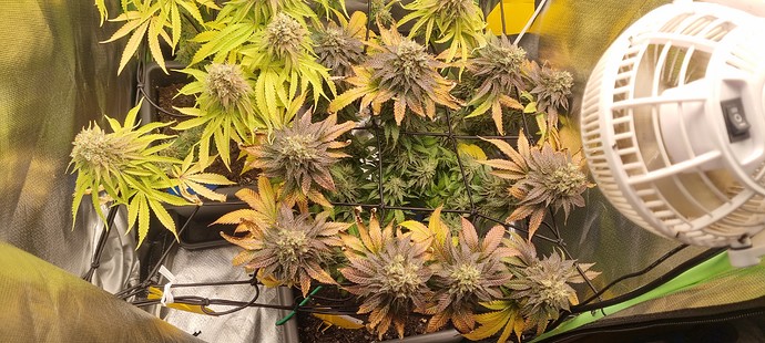 Growreport Bild 8
