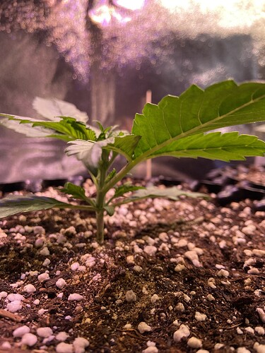 Growreport Bild 2