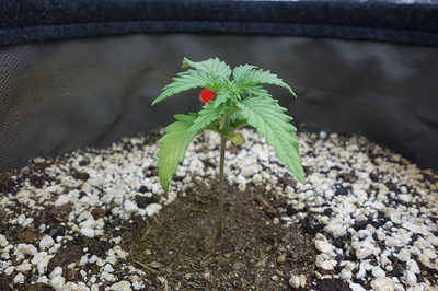 Ein junger Cannabis-Keimling mit mehreren Blättern und einem roten Punkt auf einem Blatt, der in Erde mit Perlit wächst.