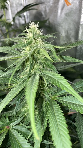 Growreport Bild 6