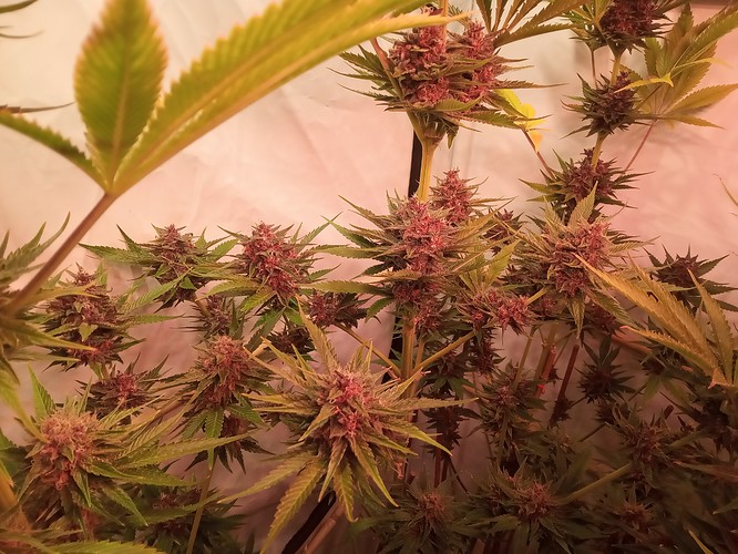 Growreport Bild 28