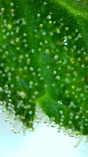 Growreport Bild 4