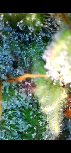Growreport Bild 30
