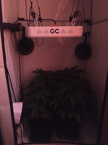 Growreport Bild 1