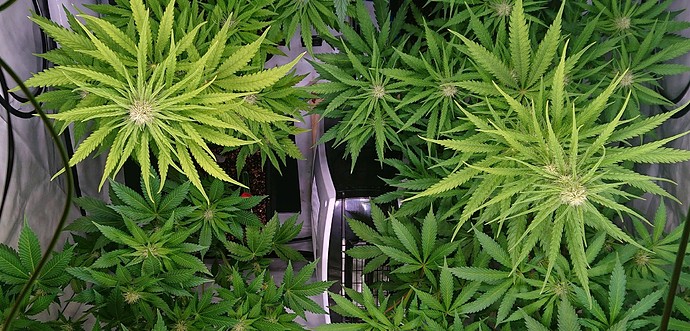 Growreport Bild 10