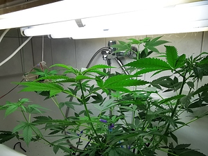 Growreport Bild 8