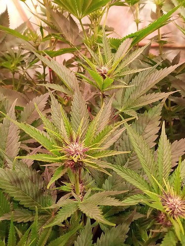 Growreport Bild 17