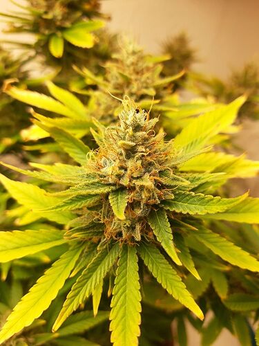 Growreport Bild 2